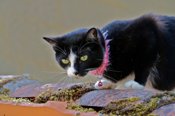 Chat du village. - Arçais