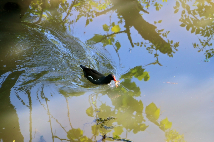 Le bief Minet : la poule d'eau et son écrevisse. - Arçais