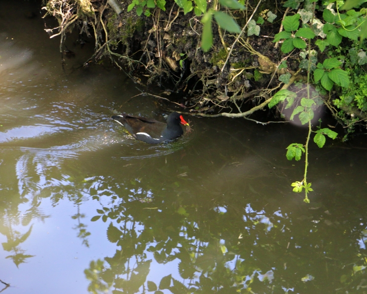 Le bief Minet : la poule d'eau et son écrevisse. - Arçais