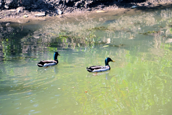 Canards  - Arçais