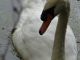 Photo précédente de Arçais Le Cygne dans le Marais