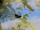 Photo suivante de Arçais Le bief Minet : la poule d'eau et son écrevisse.