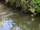 Photo suivante de Arçais Le bief Minet : la poule d'eau et son écrevisse.