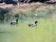 Photo précédente de Arçais Canards 