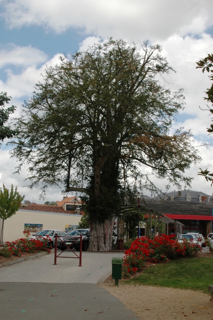 Arbre remarquable dans le jardin de la Médiathéque  - Bressuire