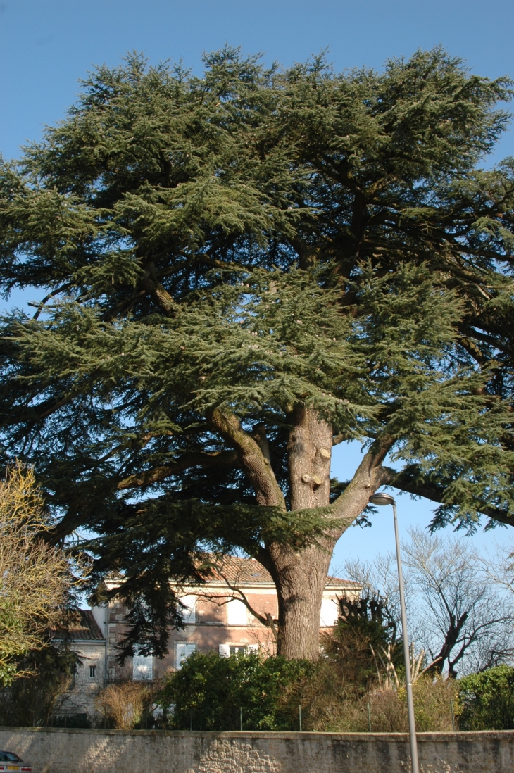 Parc de Celles arbre remarquable - Celles-sur-Belle