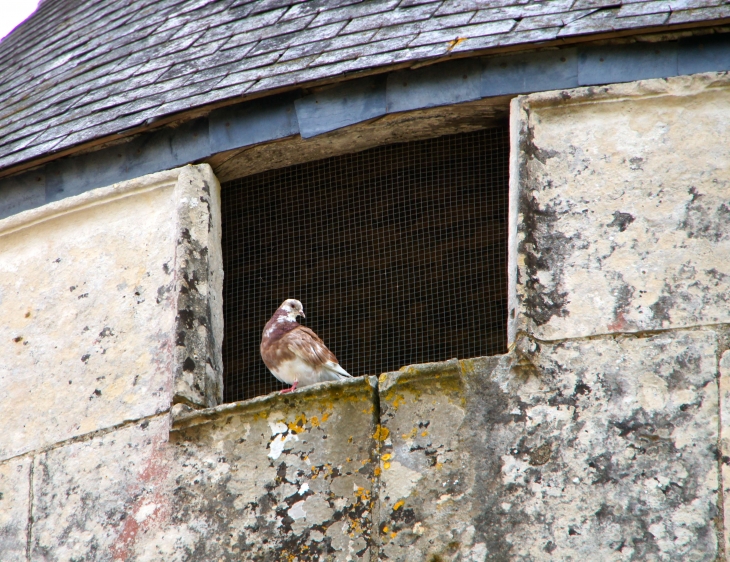 Pigeon dans la tour du château de Javarzay. - Chef-Boutonne