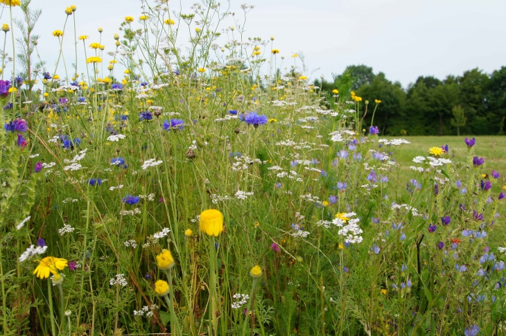 Les-fleurs-du-parc-du-chateau-de-javarzay - Chef-Boutonne