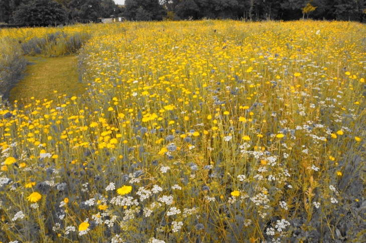 Les-fleurs-du-parc-du-chateau-de-javarzay - Chef-Boutonne