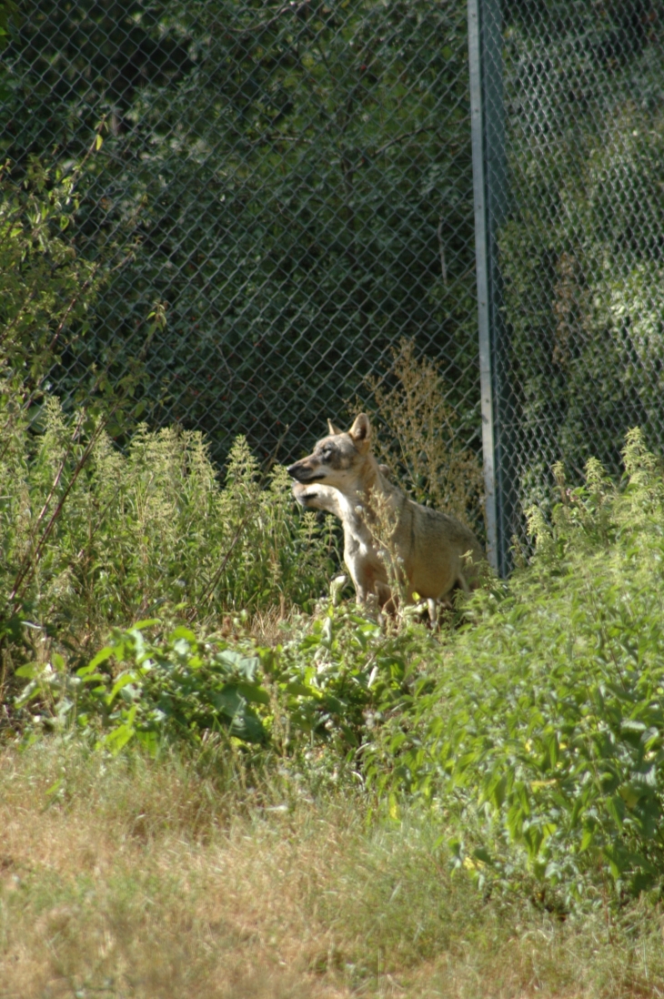 Zoo-de-chize- loup - Chizé