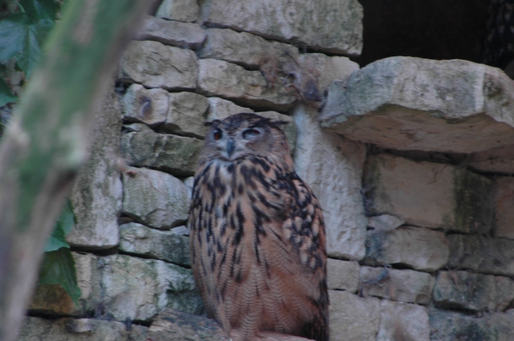 Zoo de Chizé , grand Duc