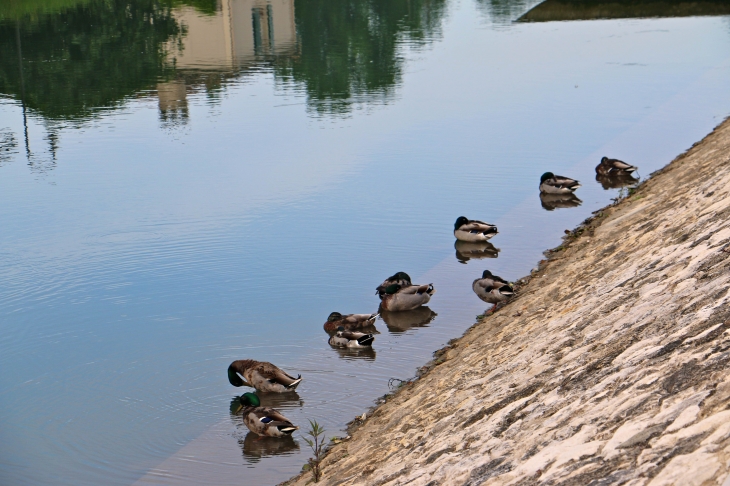 Au bord du quai Louis Tardy. - Coulon