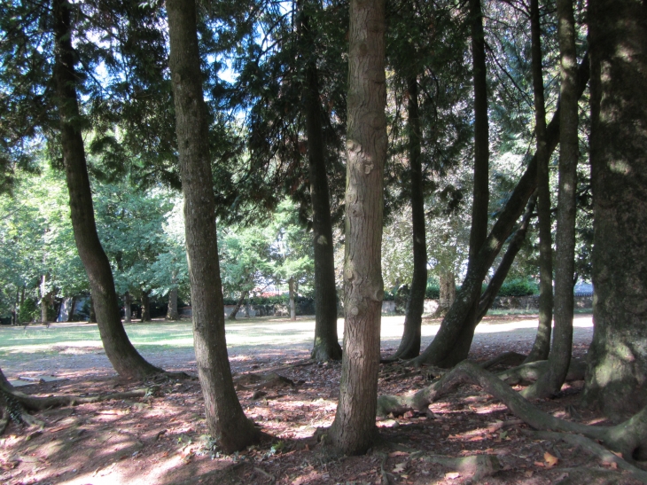 Coin du parc au multiples troncs - Coulonges-sur-l'Autize