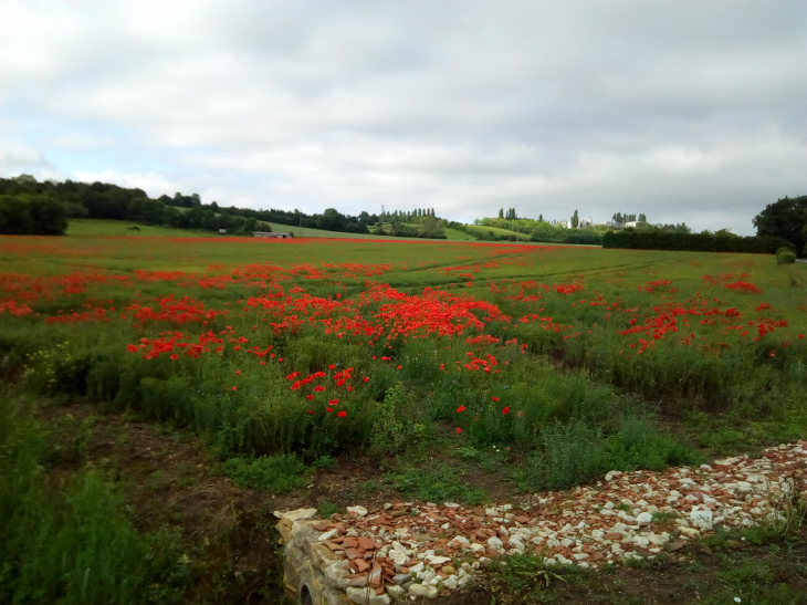 Les coquelicots au bas de la butte du pied de Doux