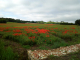 Les coquelicots au bas de la butte du pied de Doux