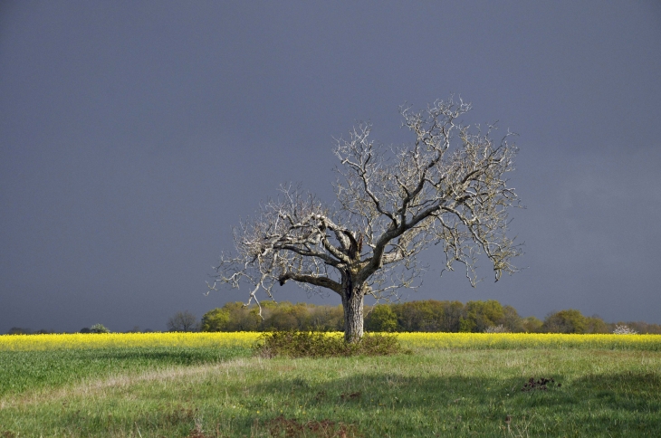 LA CAMPAGNE DE GOURGE - Gourgé