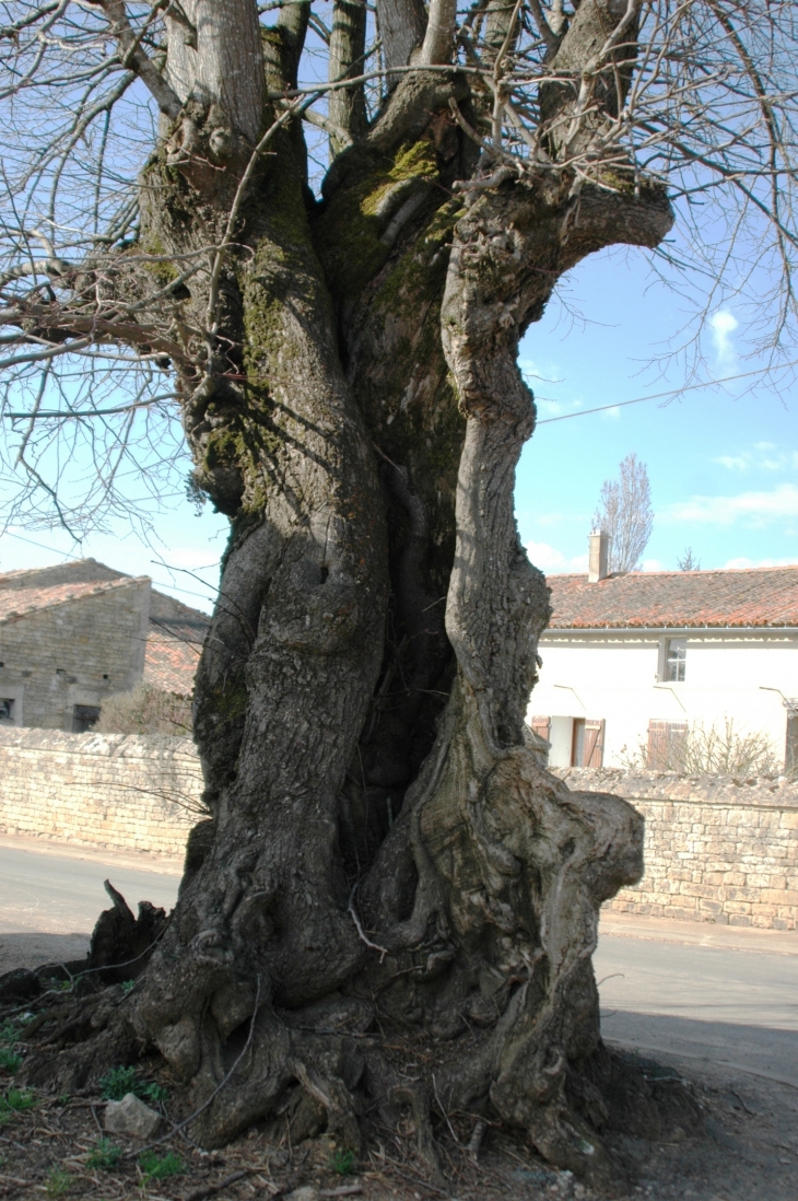 Arbre remarquable - Gournay-Loizé