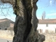 Photo précédente de Gournay-Loizé Arbre remarquable