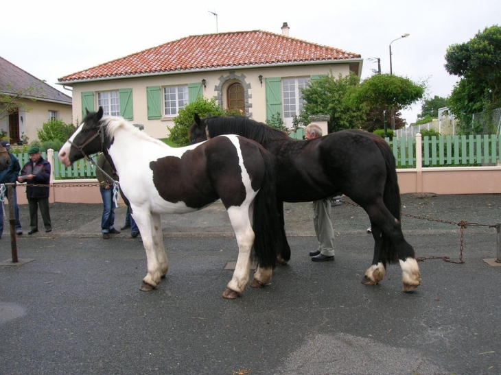 Foire aux Chevaux - La Peyratte