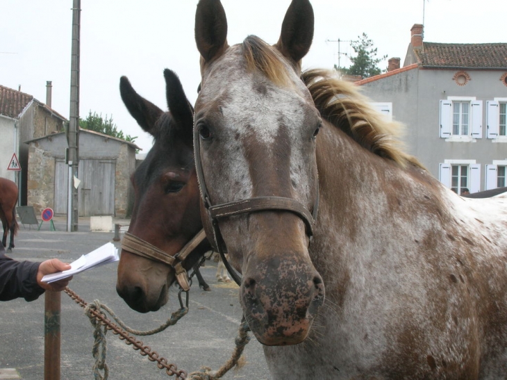 Foire aux Chevaux - La Peyratte