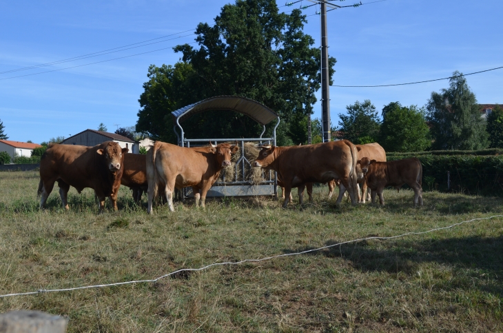 Vaches de race LIMOUSINE - Le Beugnon