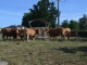 Photo précédente de Le Beugnon vaches de race LIMOUSINE