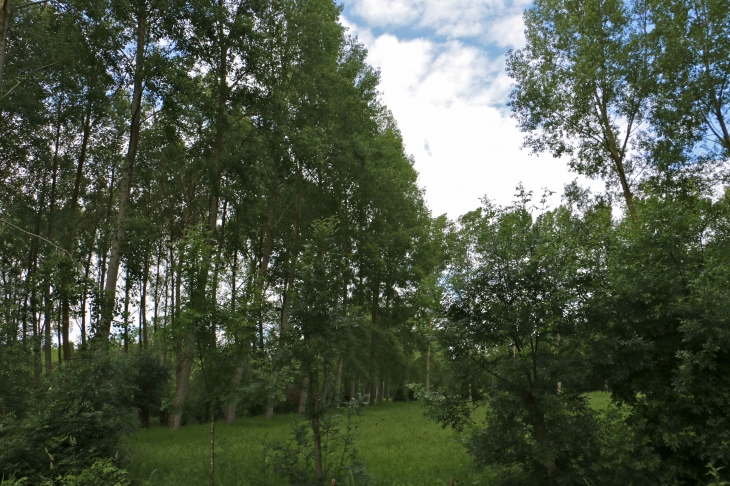 Les coteaux de Sainte Sabine. - Le Vanneau-Irleau