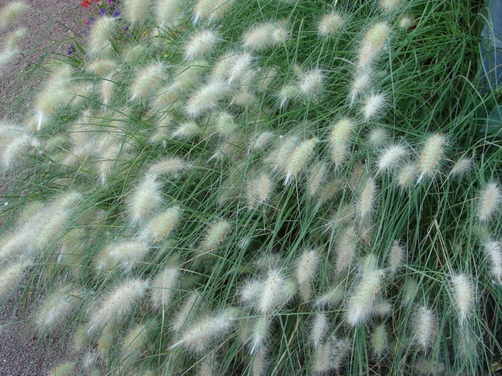 Fleurs de Massif - Magné