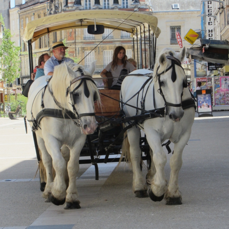 Des percherons pour se promener en centre ville - Niort