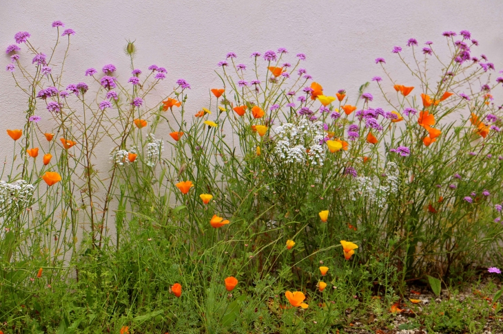 Fleurs du village. - Saint-Georges-de-Rex