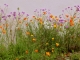 Photo précédente de Saint-Georges-de-Rex Fleurs du village.