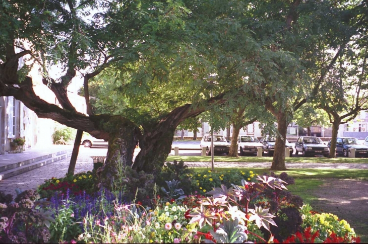 Arbre de la liberté sur la place de la mairie - Saint-Hilaire-la-Palud