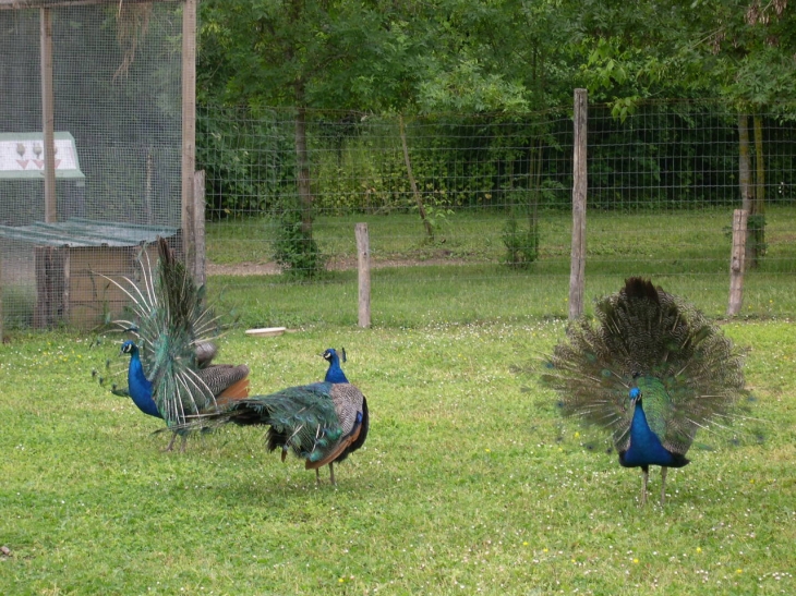 Les paons du parc ornithologique - Saint-Hilaire-la-Palud