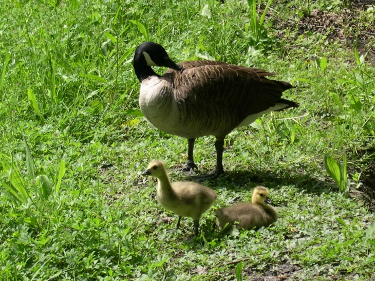 Bernache du Canada et ses poussins - Saint-Hilaire-la-Palud