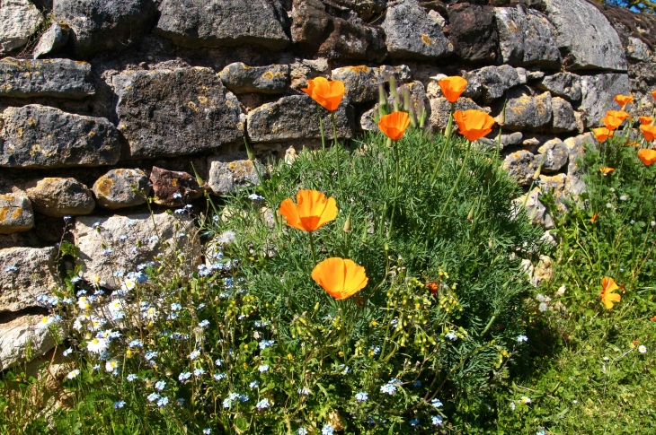 Fleurs du village. - Antigny