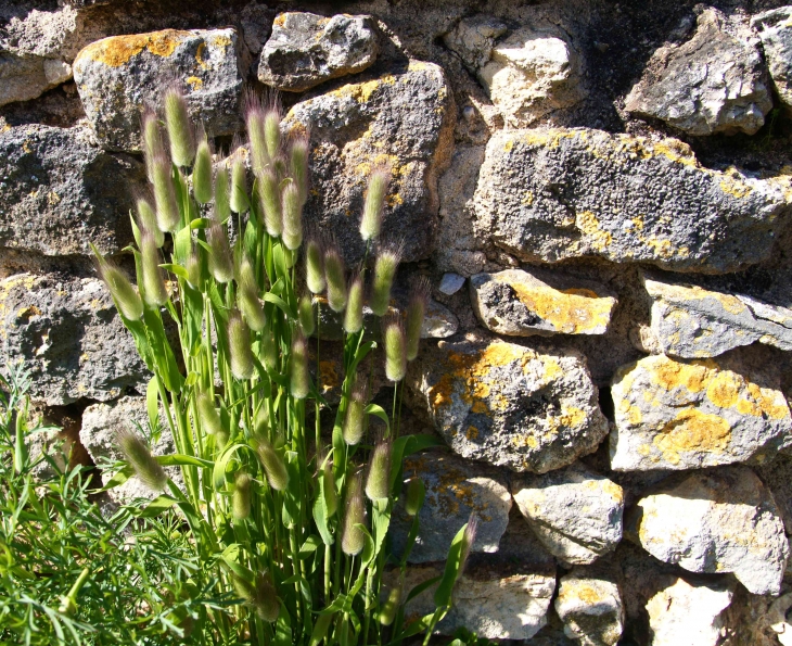 Herbes folles du village. - Antigny