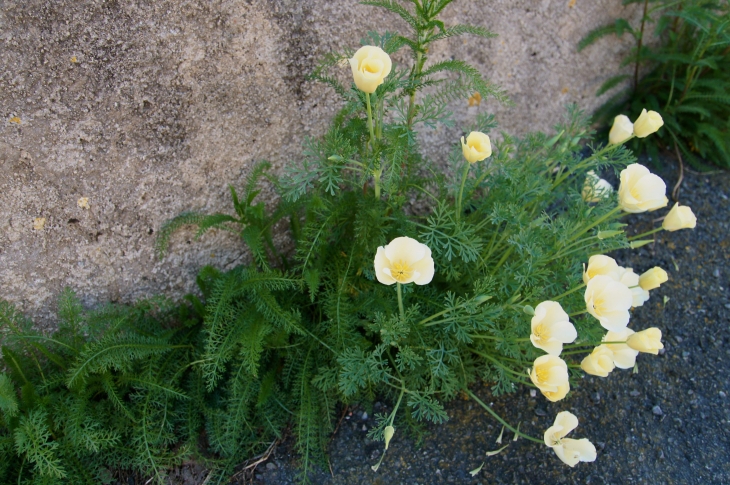 Fleurs du village. - Antigny