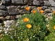 Fleurs du village.