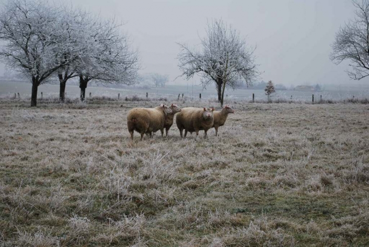 Moutons à la chaise - Lauthiers