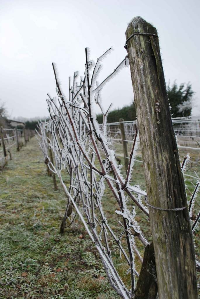 Vignes blanches - Lauthiers