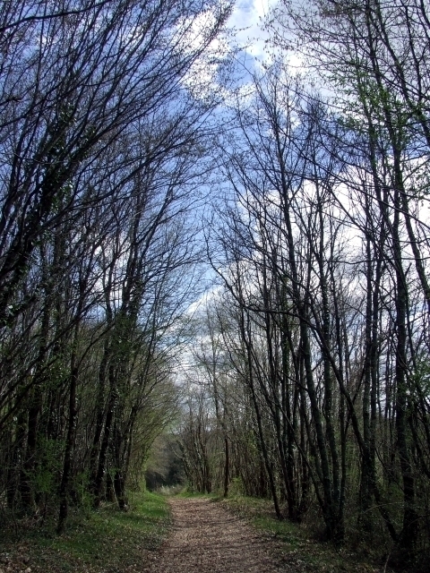 Chemin dans les bois - Lizant