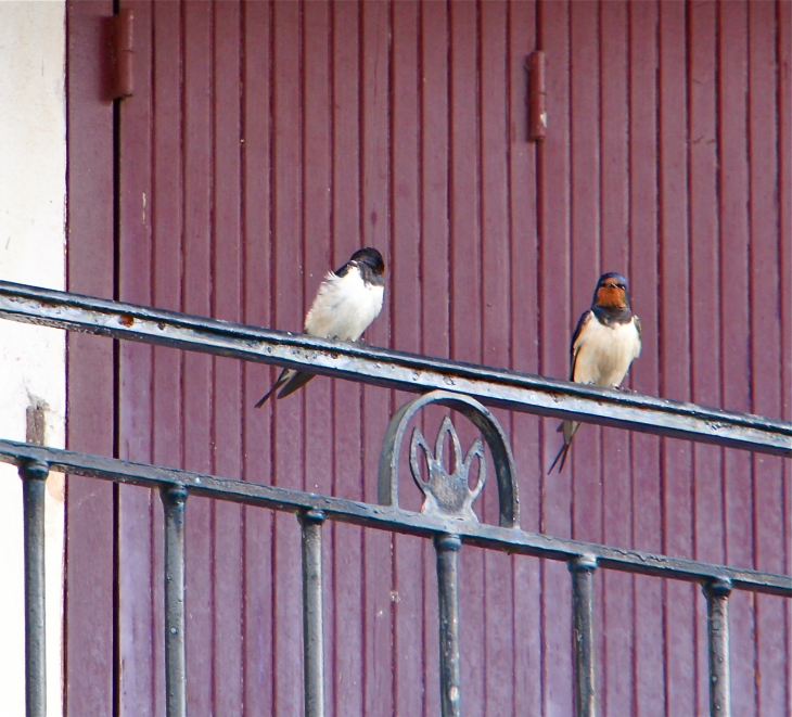 L'hirondelle, oiseau porte bonheur et messagère du printemps. - Montmorillon