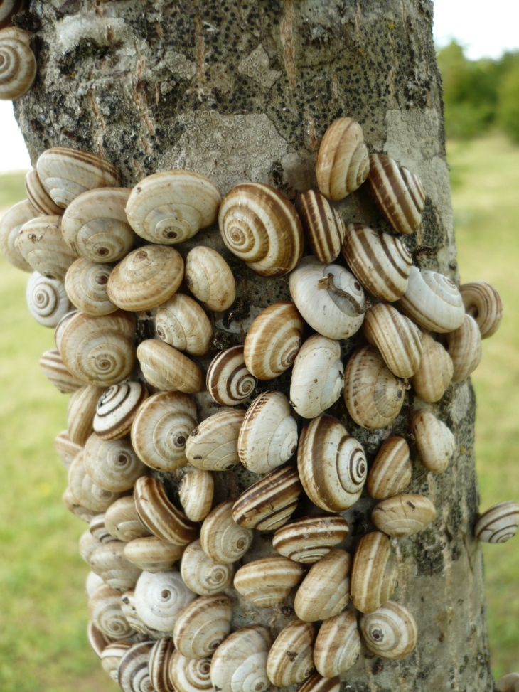 Escargots au Dolmen La Pierre-Levée. - Neuville-de-Poitou