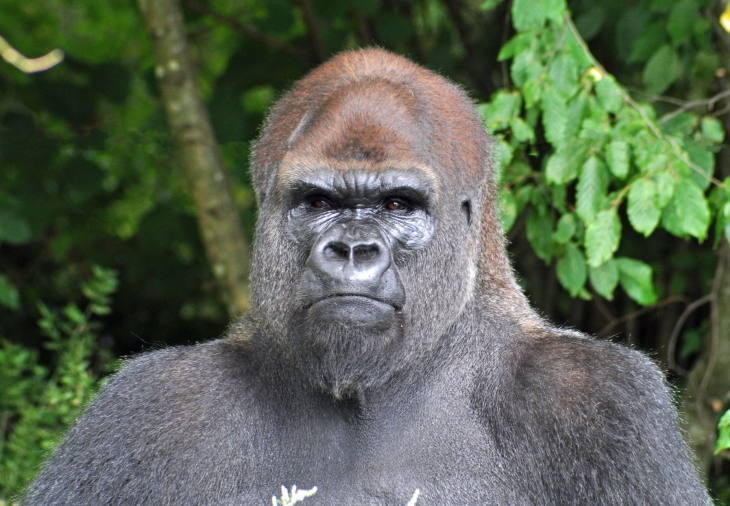 LA VALLEE DES SINGES ROMAGNE