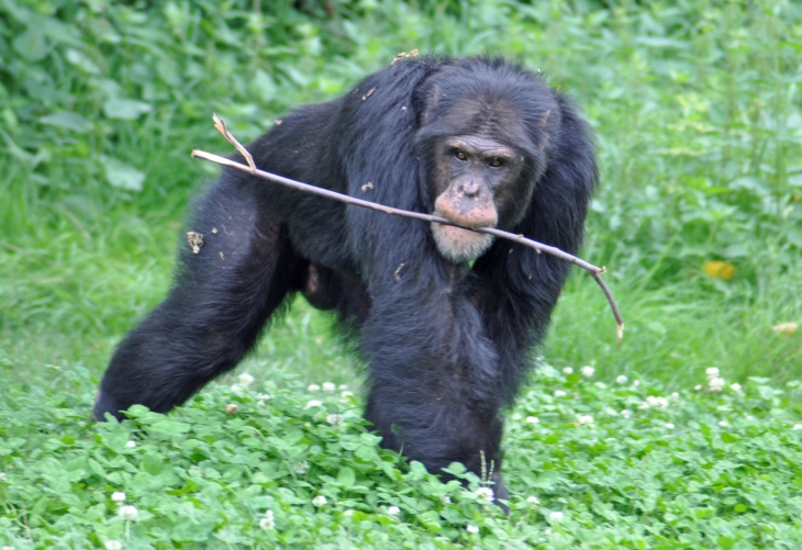 LA VALLEE DES SINGES ROMAGNE