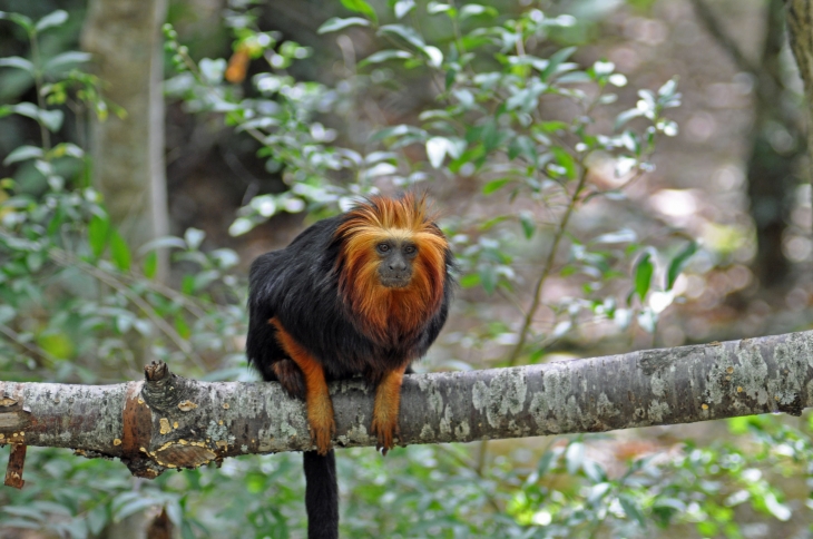 LA VALLEE DES SINGES ROMAGNE