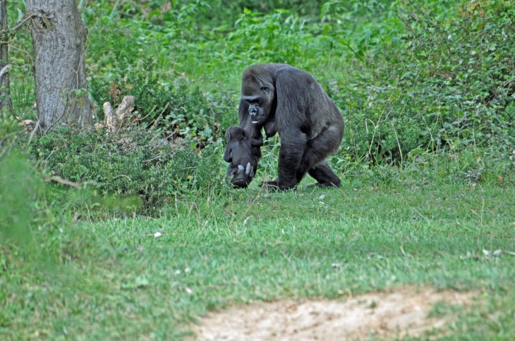 LA VALLEE DES SINGES ROMAGNE