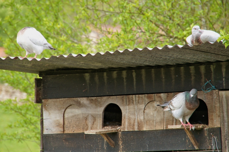 Les pigeons du village. - Saulgé