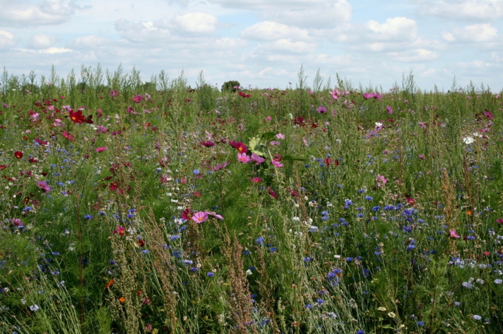 Champs fleuris - Vicq-sur-Gartempe