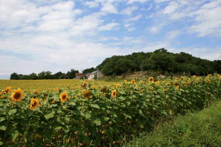 Nos champs de tournesols - Vicq-sur-Gartempe